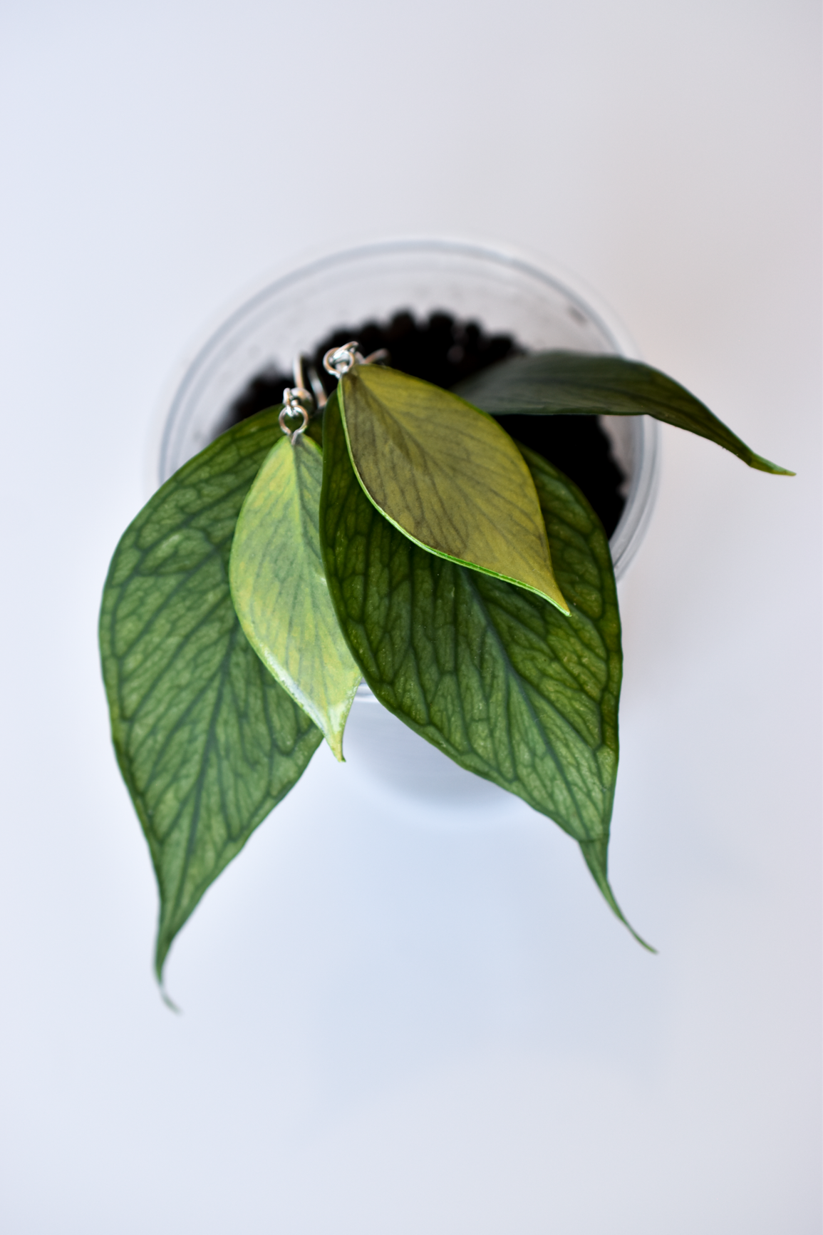 Hoya Polyneura Plant Earrings | Leaf Earrings
