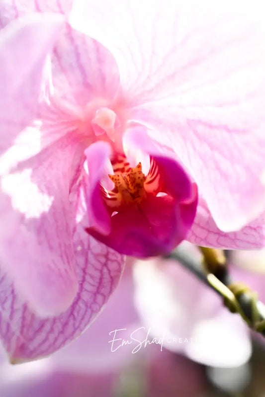 Original Photo Print