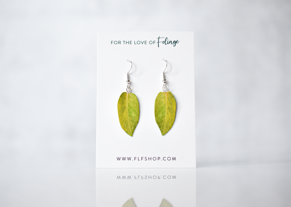 Philodendron