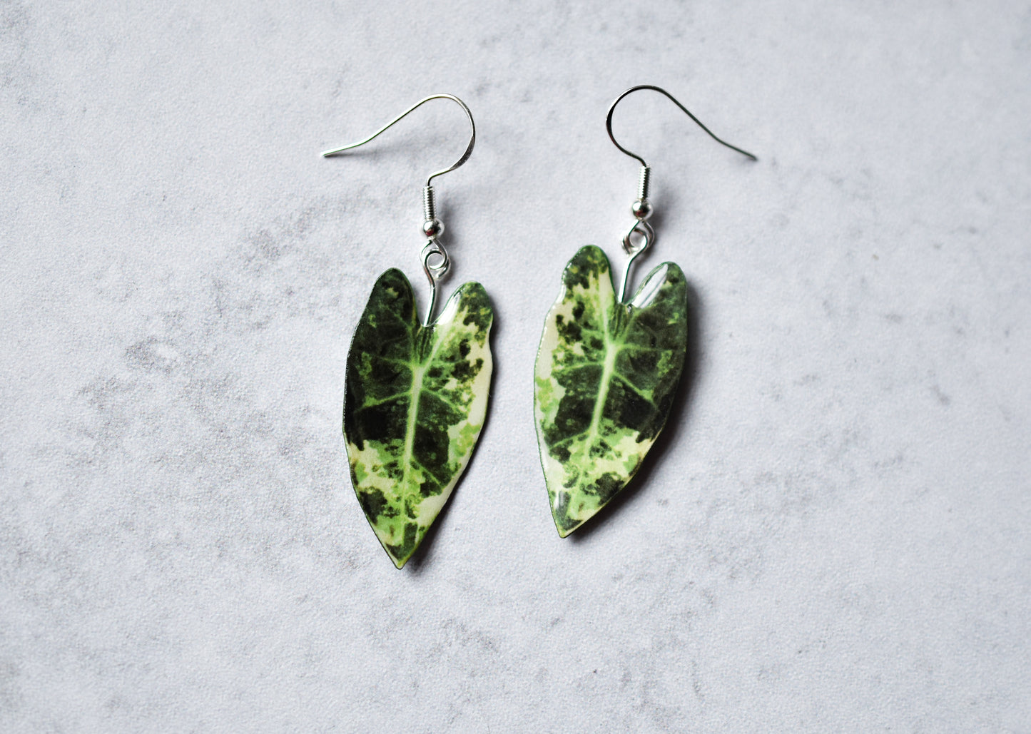 Variegated Alocasia Frydek Plant Earrings | Leaf Earrings