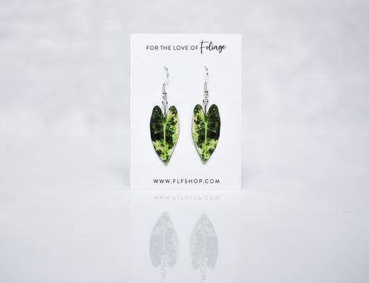 Variegated Alocasia Frydek Plant Earrings | Leaf Earrings
