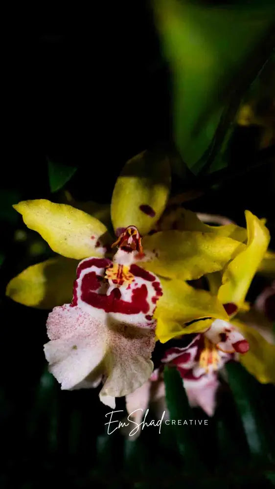 Original Photo Print