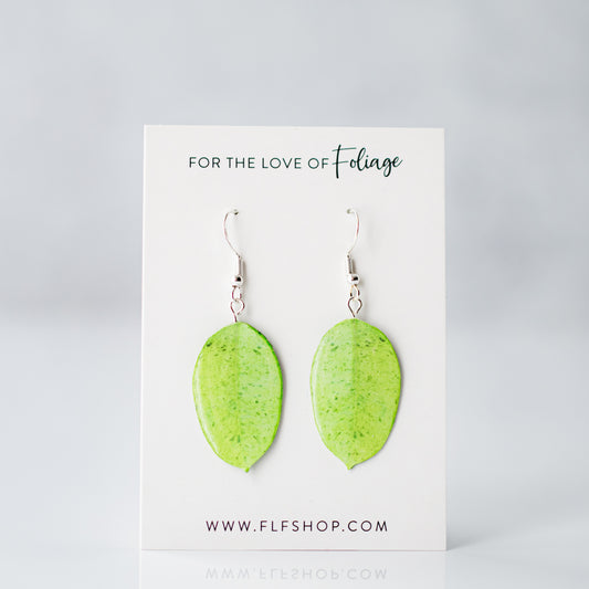 Ficus Shivereana "Moonshine" Plant Earrings | Leaf Earrings