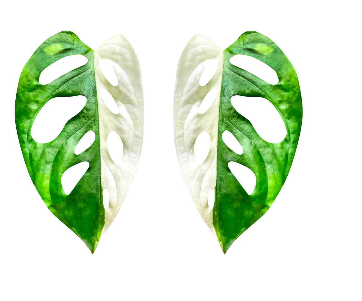 Monstera Adansonii Half Moon Plant Earrings | Leaf Earrings