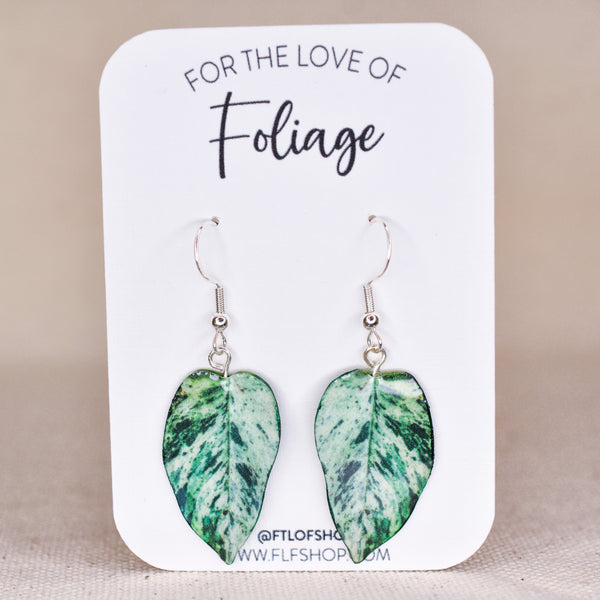 Philodendron