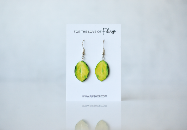 Hoya Australis Variegated “Lisa” Plant Earrings | Leaf Earrings