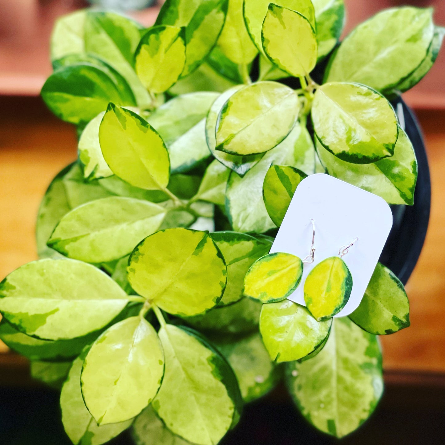 Hoya Australis Variegated “Lisa” Plant Earrings | Leaf Earrings