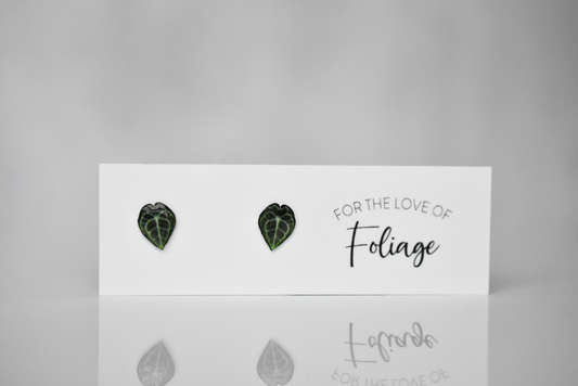 Anthurium Clarinervium Stud Earrings | Leaf Earrings