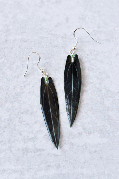 Anthurium Warocqueanum Queen Dark Form Plant Earrings | Leaf Earrings