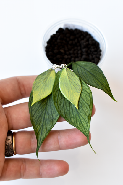 Hoya Polyneura Plant Earrings | Leaf Earrings