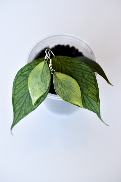 Hoya Polyneura Plant Earrings | Leaf Earrings