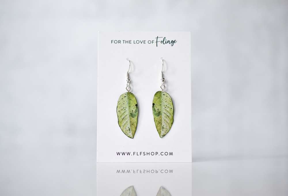 Dieffenbachia "Camouflage" Plant Earrings | Leaf Earrings