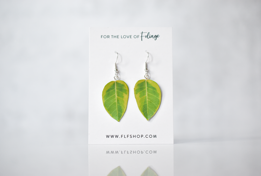 Ficus Altissima “Yellow Gem” Plant Earrings | Leaf Earrings