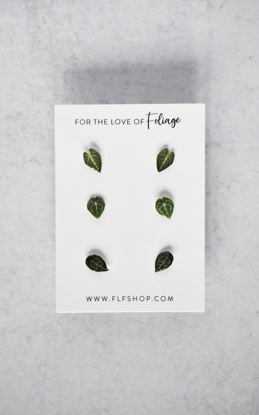 Anthurium Stud Earring 3-Pack | Leaf Earrings | Clarinervium | Regale | Forgetii