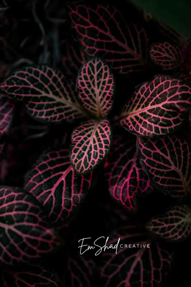 Original Photo Print