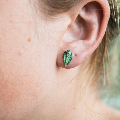 Monstera Siltepecana Stud Earrings | Leaf Earrings