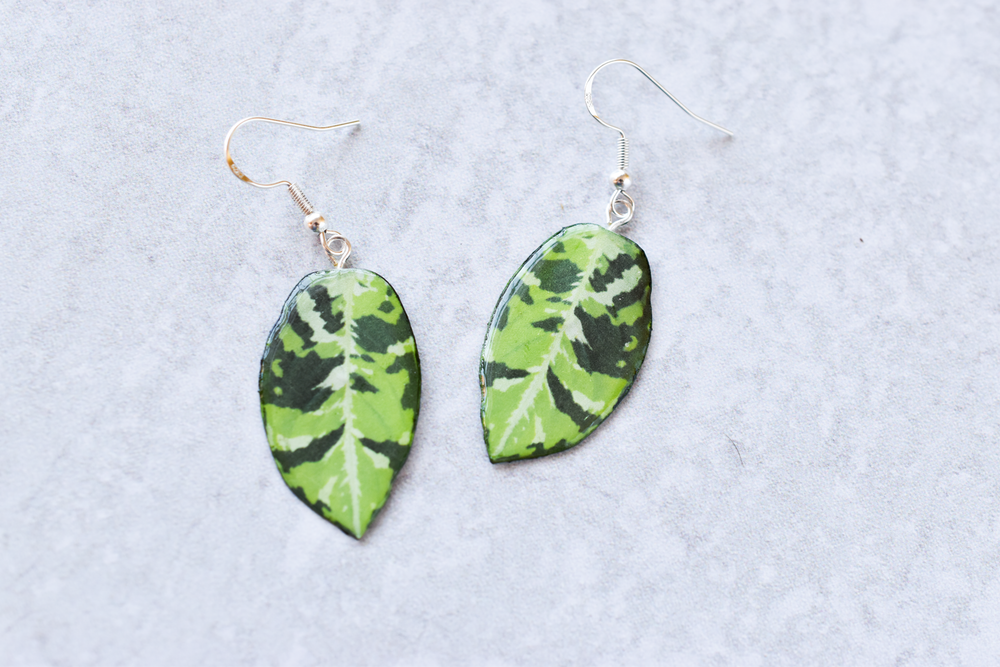 Aglaonema Pictum Tricolor Plant Earrings | Leaf Earrings
