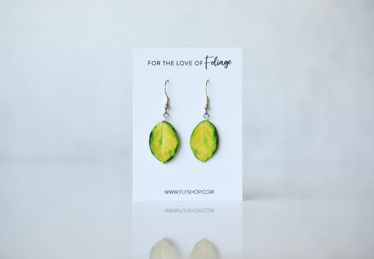 Hoya Australis Variegated “Lisa” Plant Earrings | Leaf Earrings
