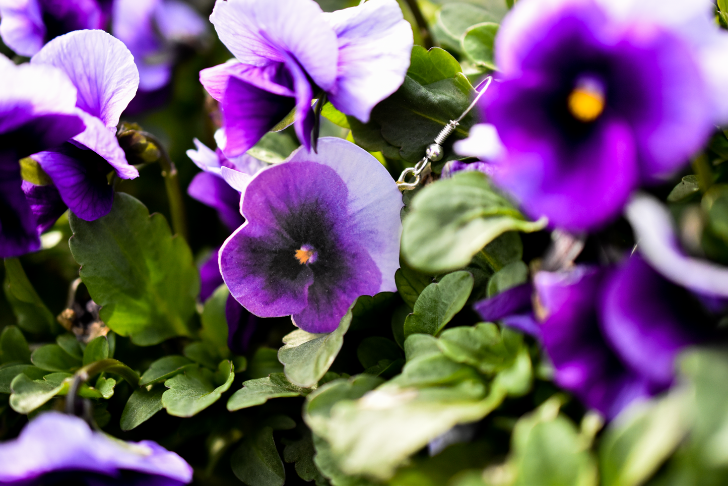 Purple Viola Blossom | Flower Earrings