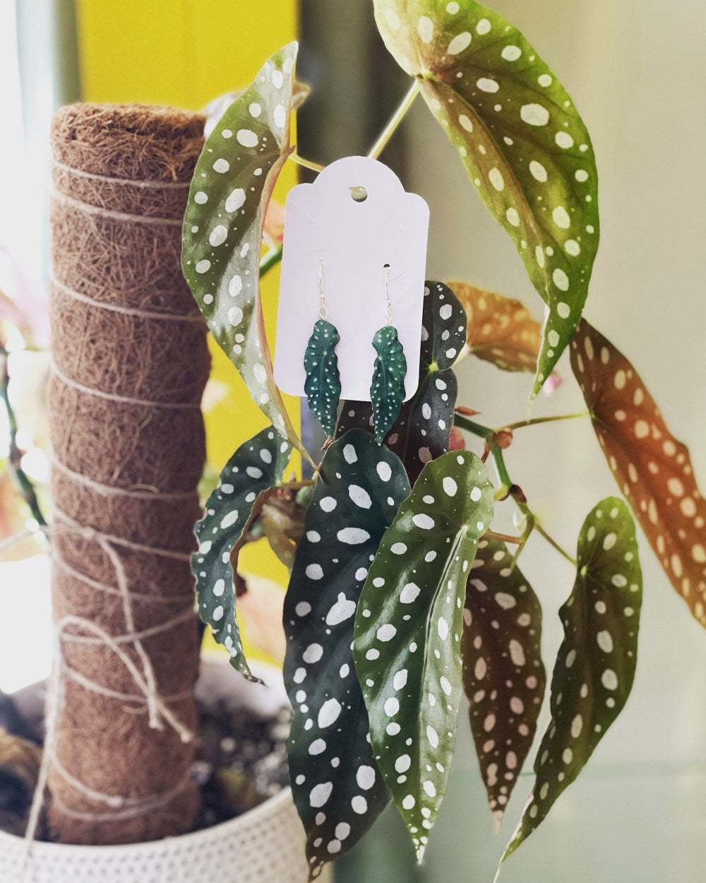 Begonia Maculata “Polka Dot” Plant Earrings | Leaf Earrings