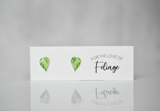 Variegated Heartleaf Philodendron Stud Earrings | Leaf Earrings